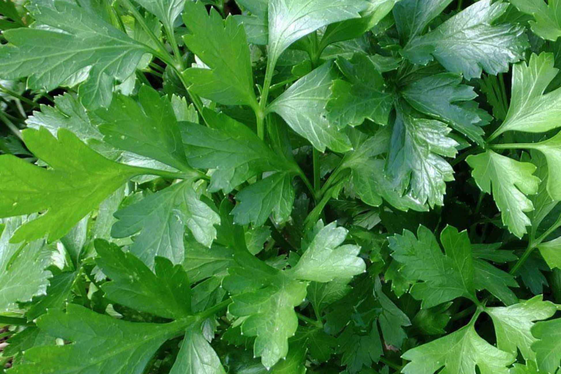 2,000 Italian Giant Parsley Seeds - Heirloom Non-GMO Culinary Herb - Petroselinum crispum for Gardens & Containers