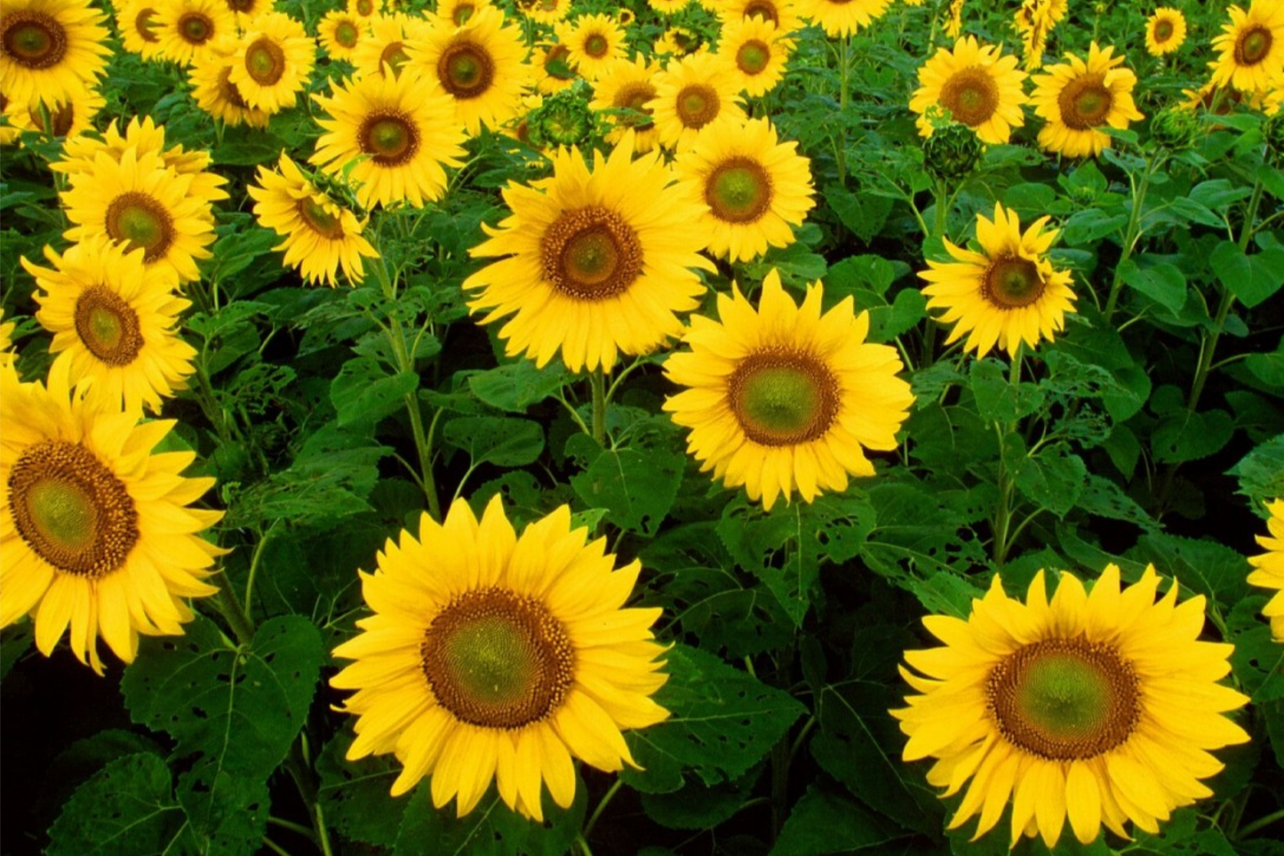 Skyscraper Sunflower Seeds - Heirloom Non-GMO Giant Blooms - Helianthus annuus - Tall Pollinator-Friendly Garden Seeds