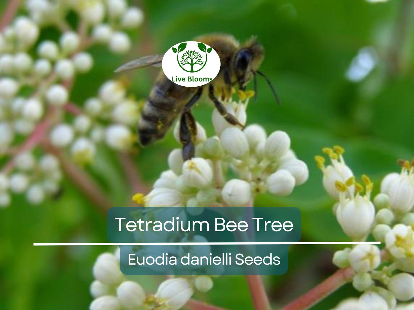20 Bee Tree Seeds (Euodia danielli) | Fast-Growing, Pollinator-Friendly Tetradium for Superior Honey