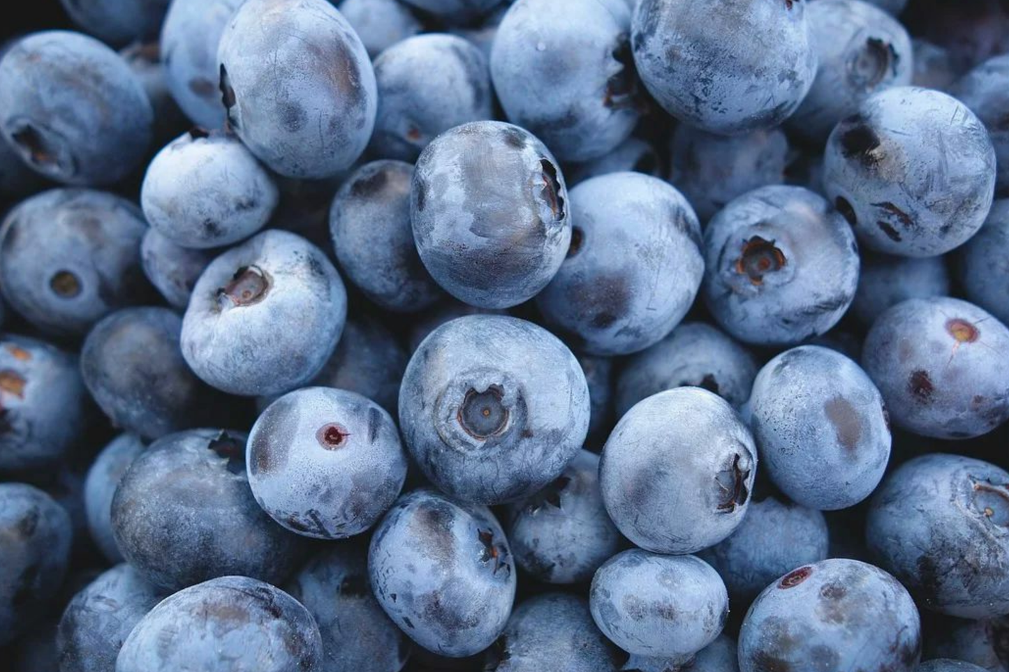 Highbush Blueberry Seeds - Disease-Resistant, Self-Fertile, Vaccinium corymbosum, Home Garden, Fruit Seeds