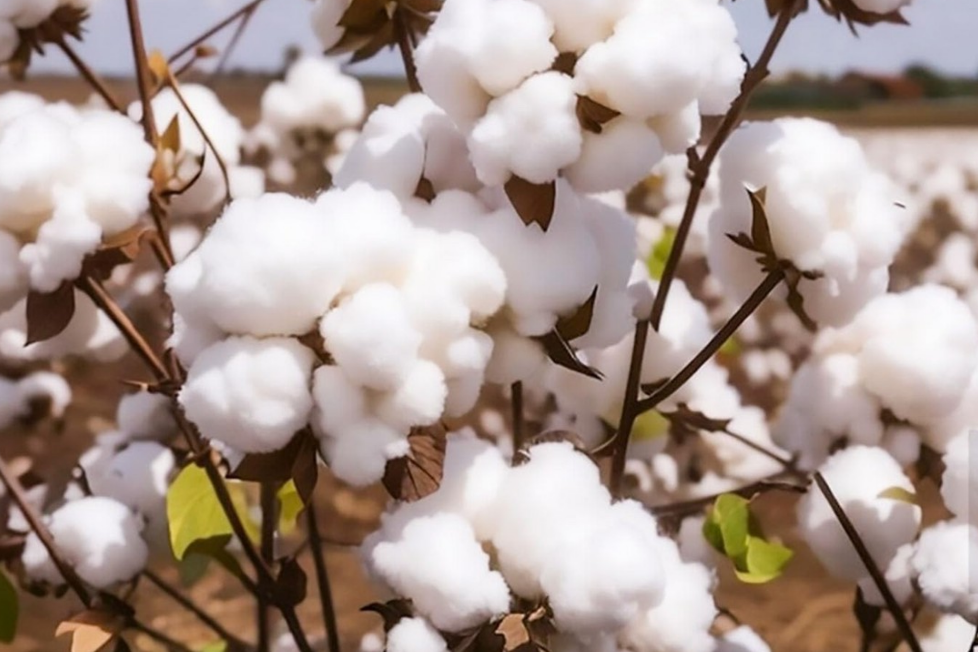 White Cotton Seeds Gossypium Non-GMO Starter Plant for Garden, Spring & Fall Bloom
