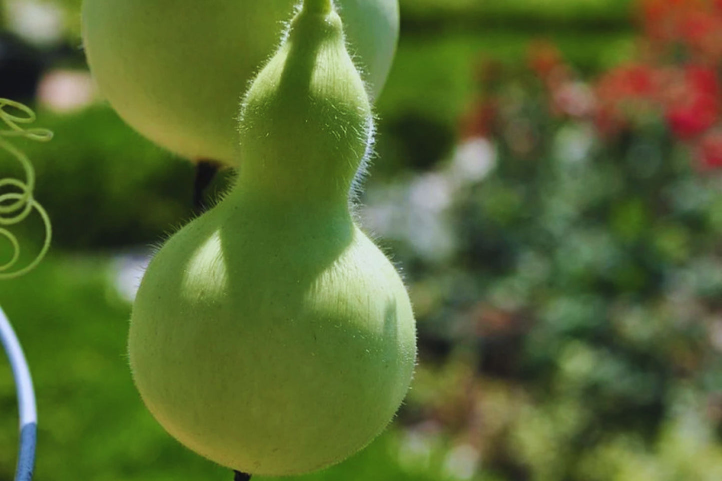 Bottle Gourd Seeds 20+ Non-GMO Lagenaria siceraria USA - Birdhouse Craft & Culinary Use