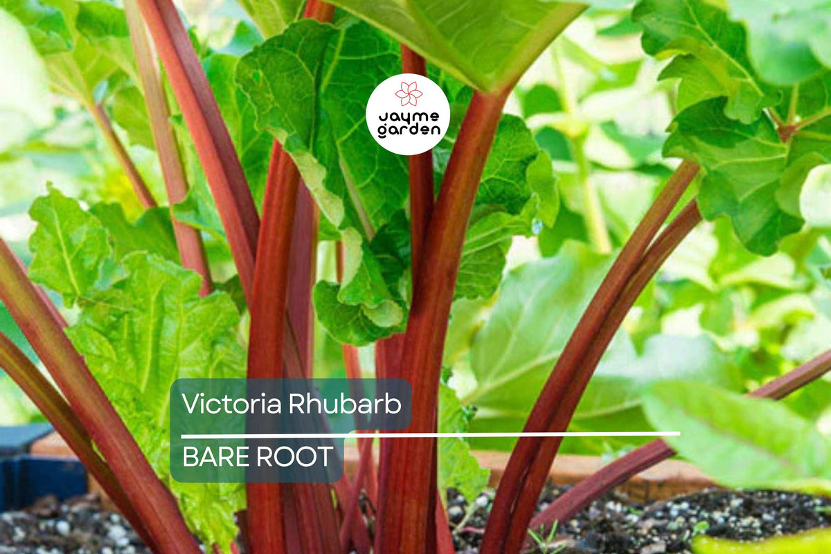 Victoria Rhubarb Crowns - Bare Root Culinary Plants for Pies & Jams - Rheum rhabarbarum - Easy to Grow Home Garden Variety