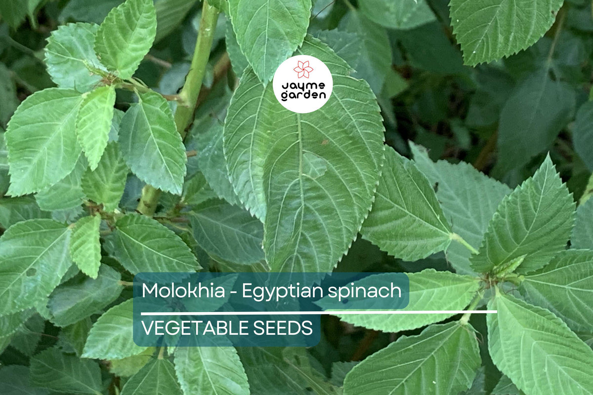 100 Molokhia Seeds | Egyptian Spinach | Non-GMO Heirloom | Corchorus olitorius | Nutritious Superfood for Easy Growing