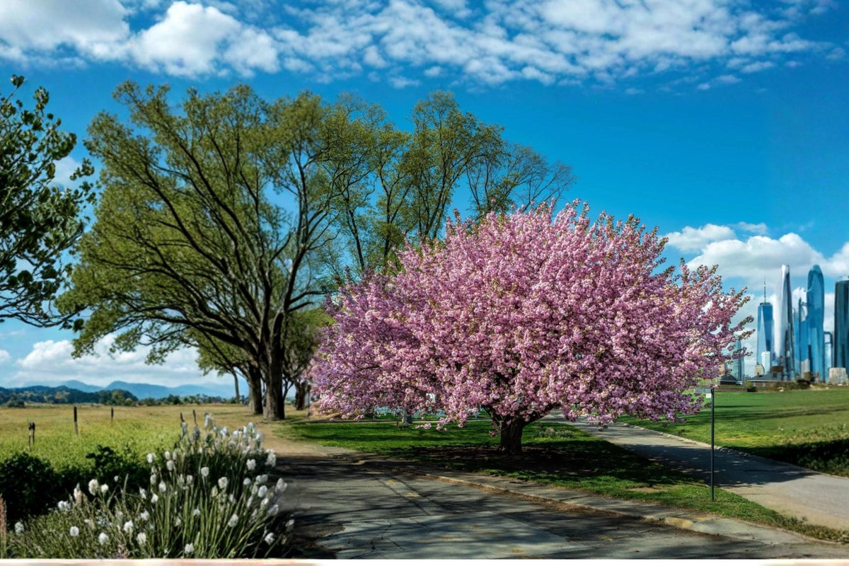 Kwanzan Cherry Tree 2ft Live Plant Prunus serrulata 'Kanzan' Pink Flowering Ornamental Tree for Garden
