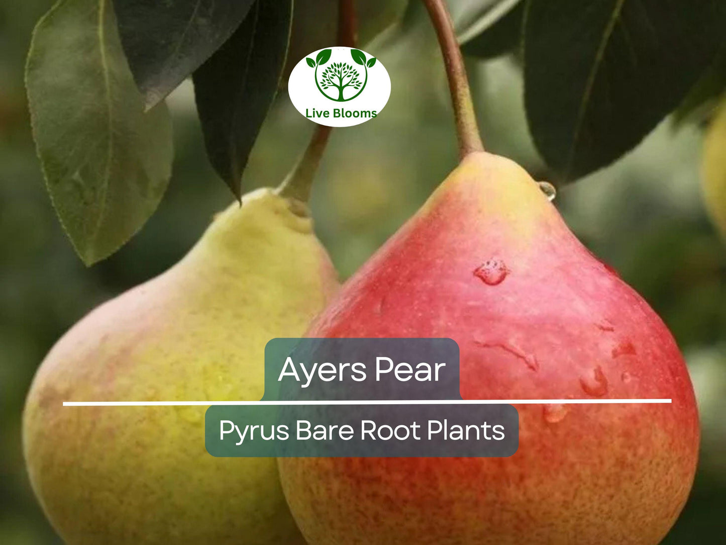 Ayers Pear Tree – 2ft Live Bare Root Fruit Tree – Sweet Juicy Pears, Disease-Resistant, Self-Pollinating, Zones 5-9