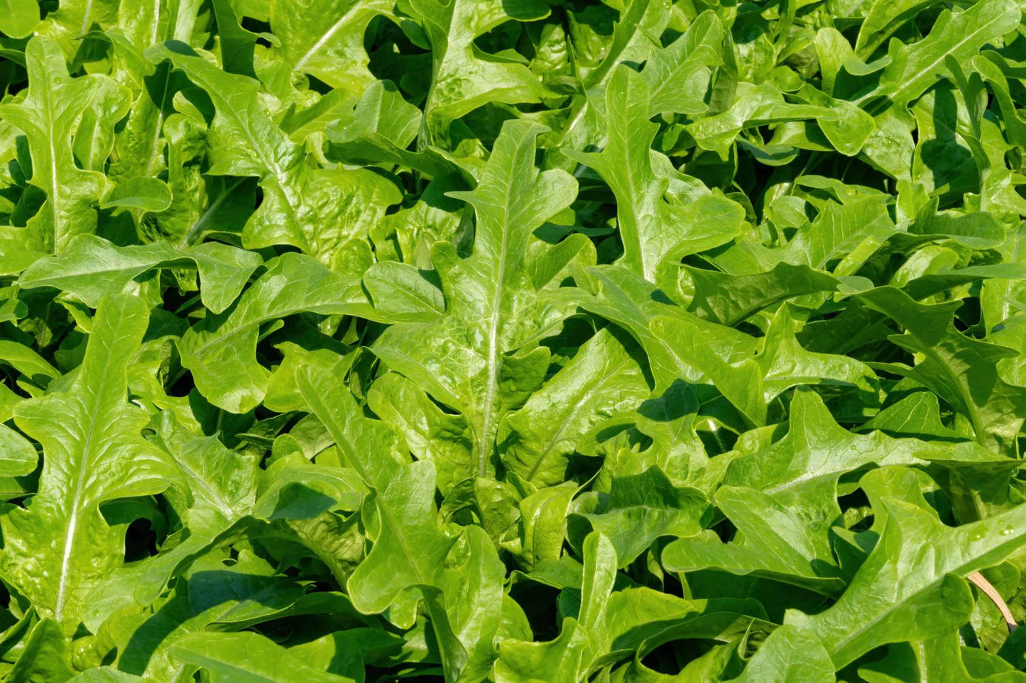 1000 Heirloom Italian Dandelion Seeds - Catalogna Emerald Endive (Cichorium intybus) - Slow-Bolting Chicory for Salads and Culinary Use