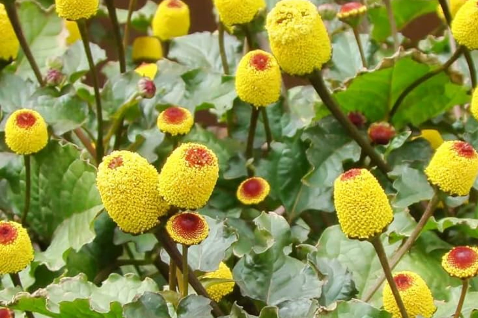 100 Paracress Seeds - Medicinal Herb, Culinary & Ornamental, Spilanthes oleracea, Buzz Buttons, Electric Daisy