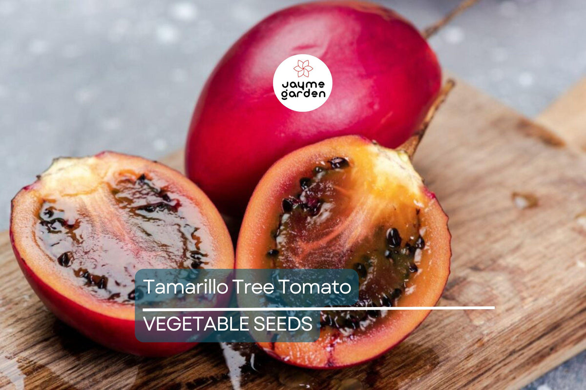 Tamarillo Tree Tomato Seeds - 10 Pack, Fast-Growing Fruit, Cyphomandra betacea, High-Yielding Exotic Tomato for Garden or Container