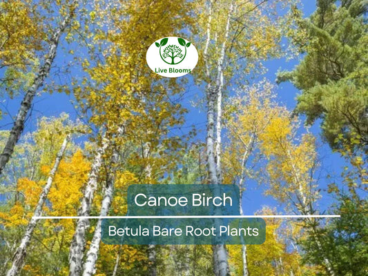 1 Canoe Birch Tree – Live Bare Root White Birch (Betula papyrifera) – Fast-Growing Shade Tree with Peeling White Bark