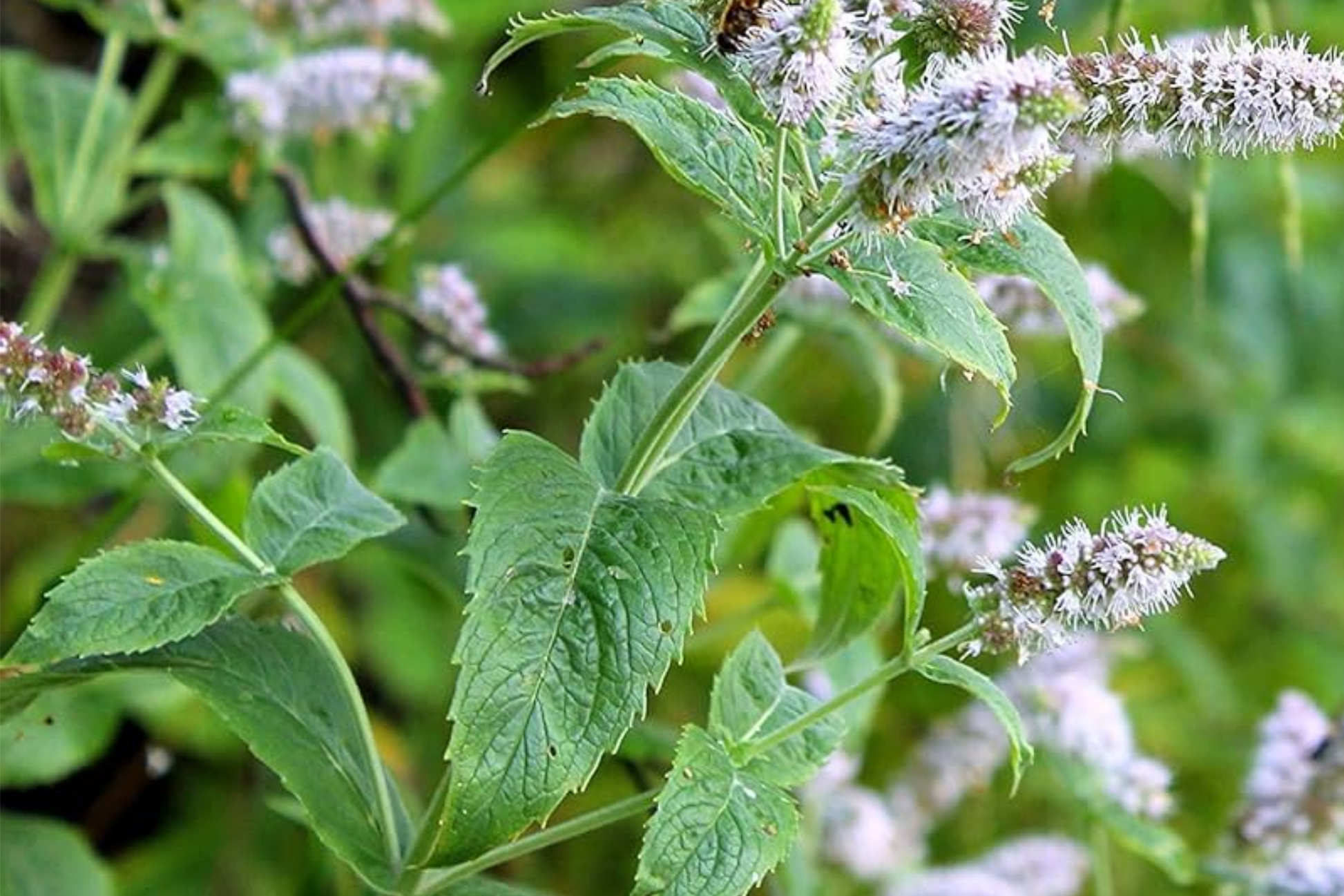 2000 Peppermint Seeds Mentha piperita Non-GMO Heirloom Herb for Tea, Culinary & Medicinal Use