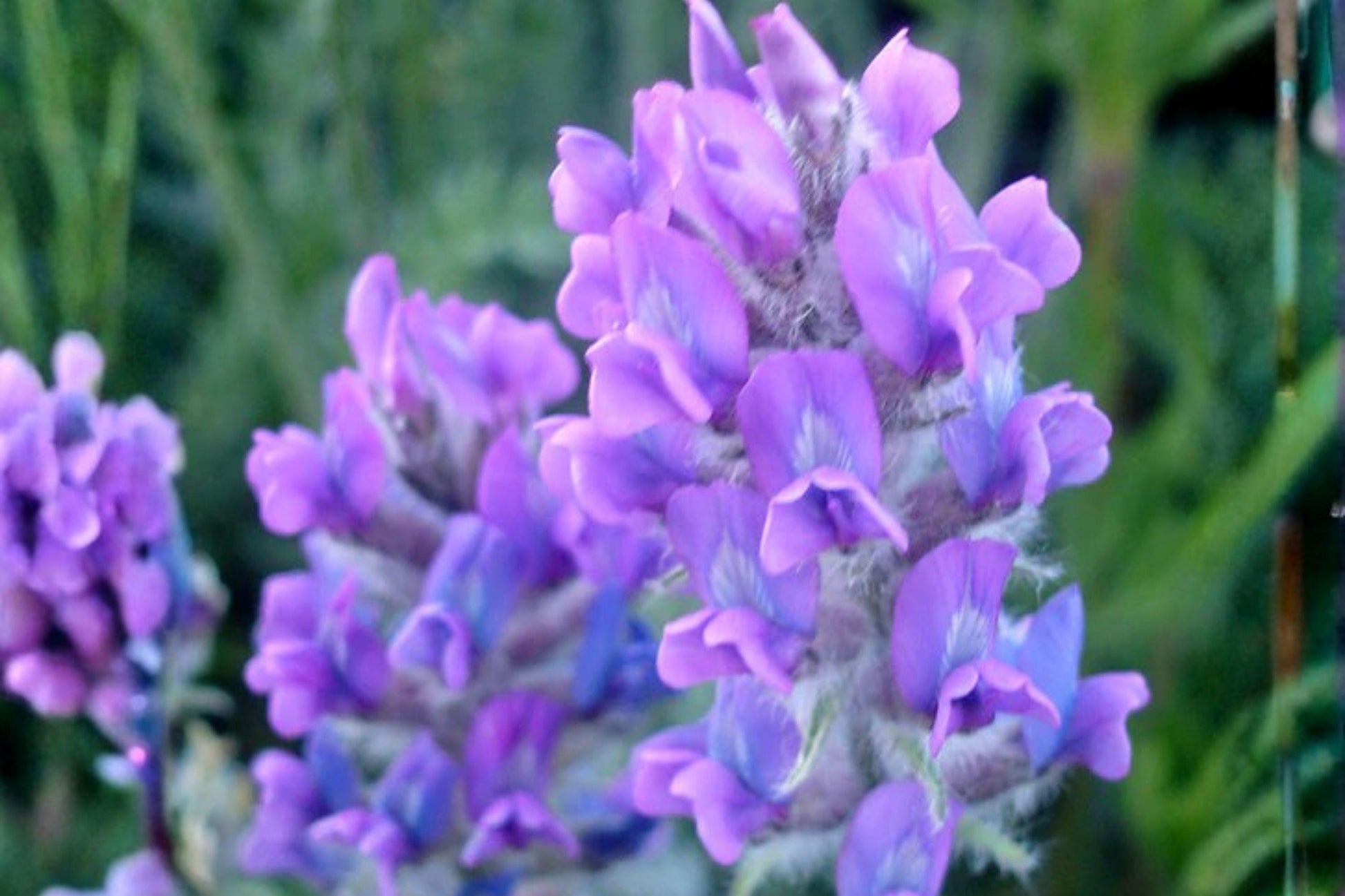 25 Showy Locoweed Seeds – Oxytropis lambertii – Native Wildflower for Drought Tolerance & Prairie Gardens