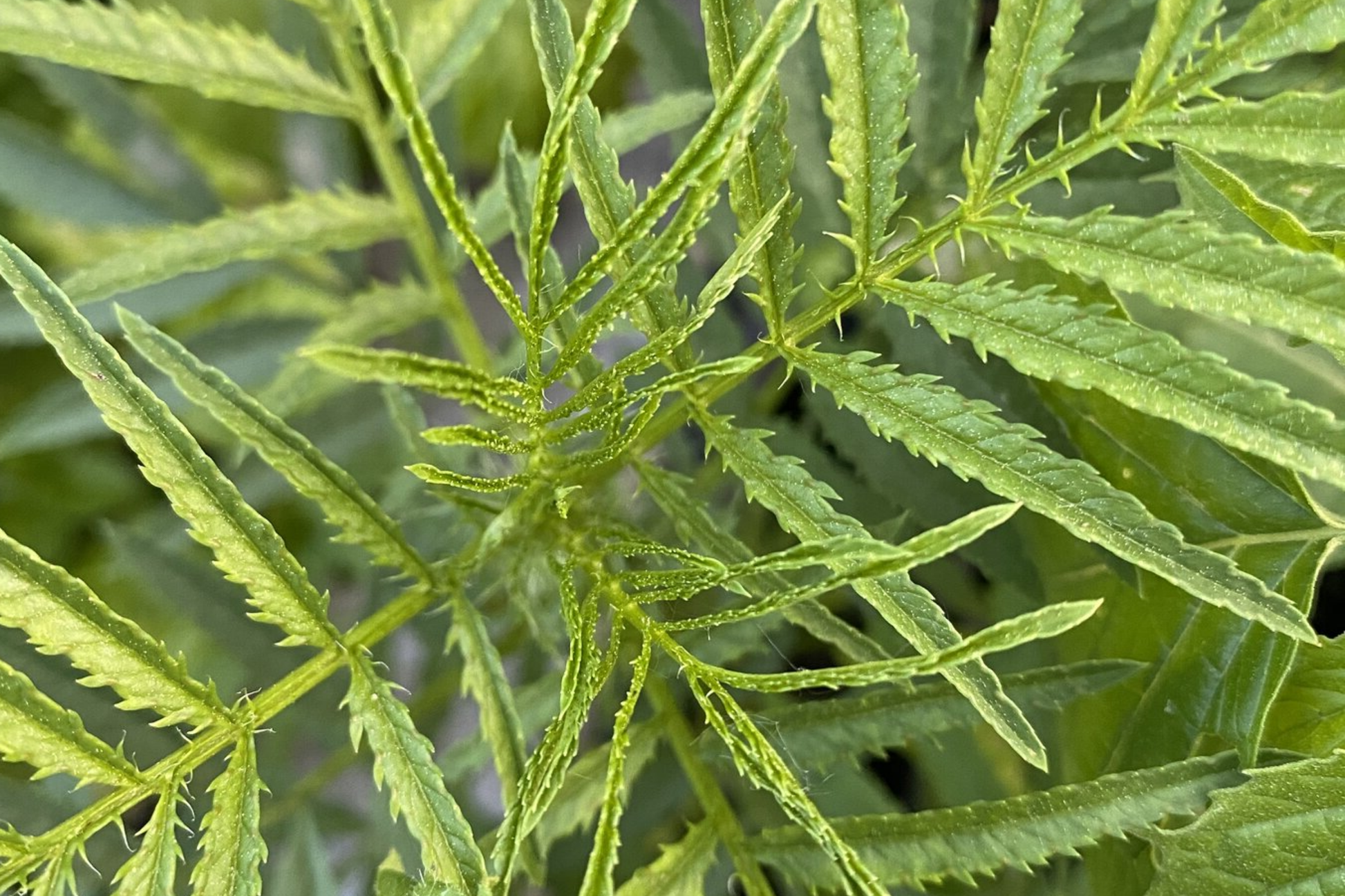Huacatay Seeds, Organic Black Mint, Peruvian Culinary & Medicinal Herb, Tagetes Minuta, Starter Plant, Fresh Herb Seeds