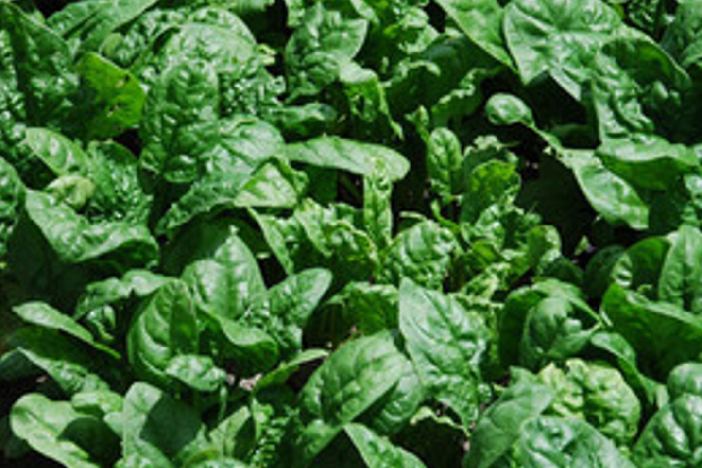 Giant Noble Spinach Seeds | Non-GMO Heirloom | Fast-Growing Leafy Green | Spinacia oleracea