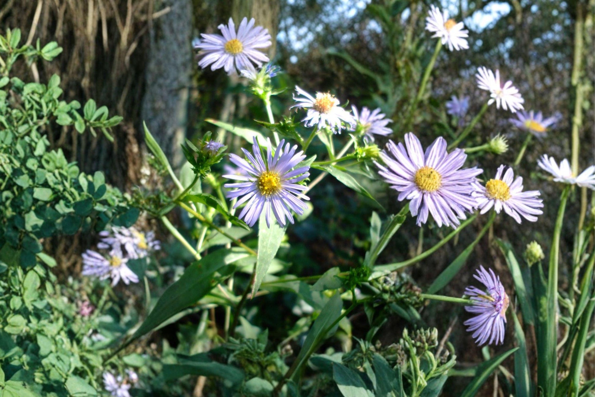 100 Shining Aster Seeds Symphyotrichum firmum Native Pollinator Wildflower for Gardens