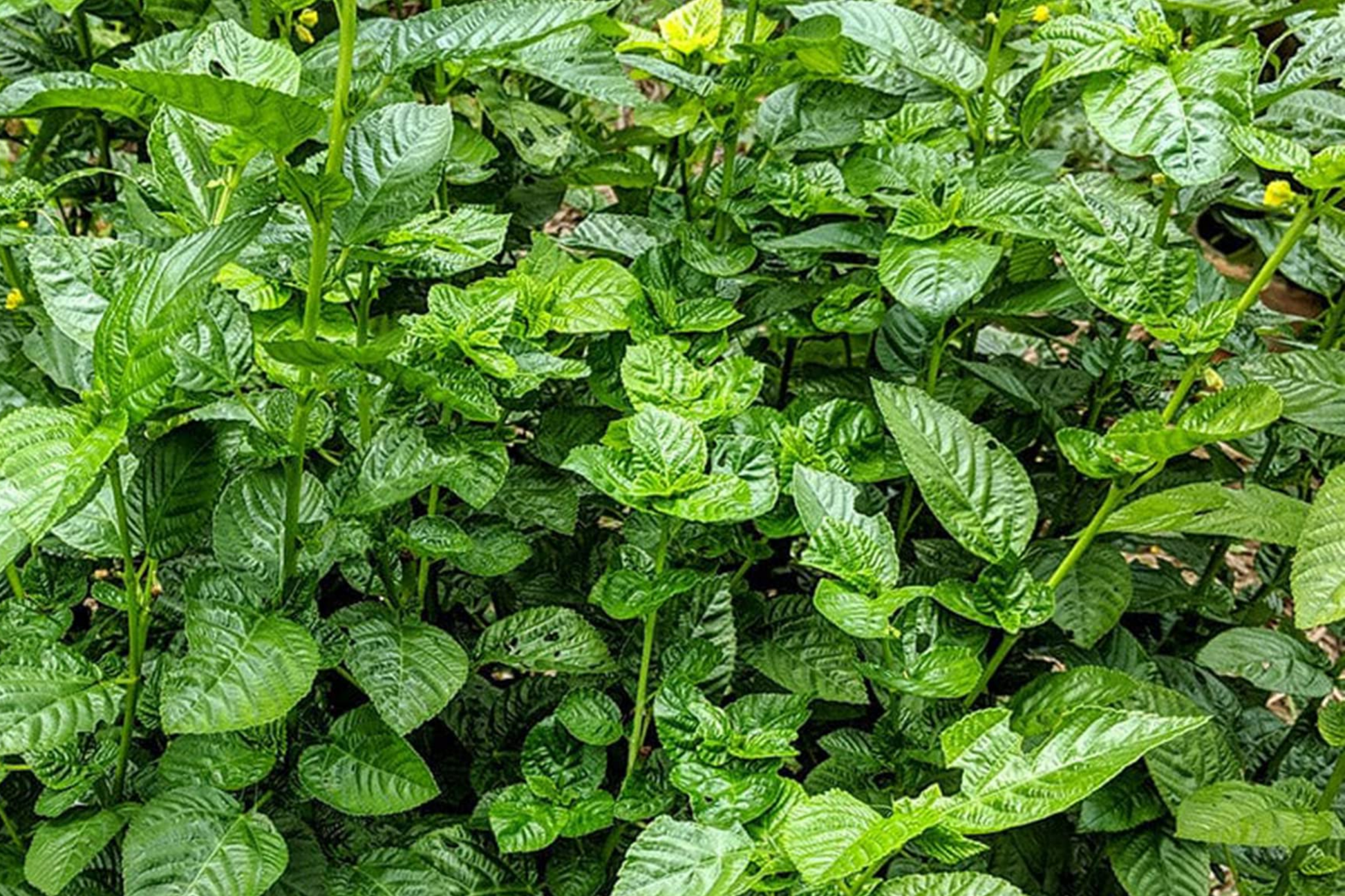 100 Molokhia Seeds | Egyptian Spinach, Corchorus olitorius, Heirloom, Non-GMO, Nutrient-Rich Green Leafy Vegetable