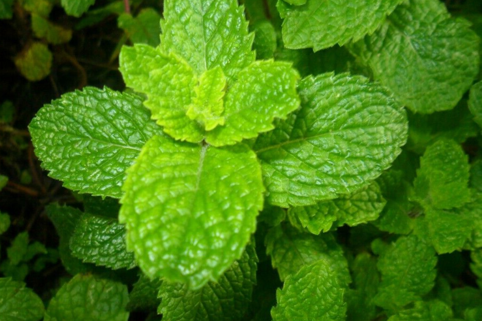 2500 Spearmint Seeds Mentha spicata Non-GMO Herb for Tea, Culinary & Medicinal Use