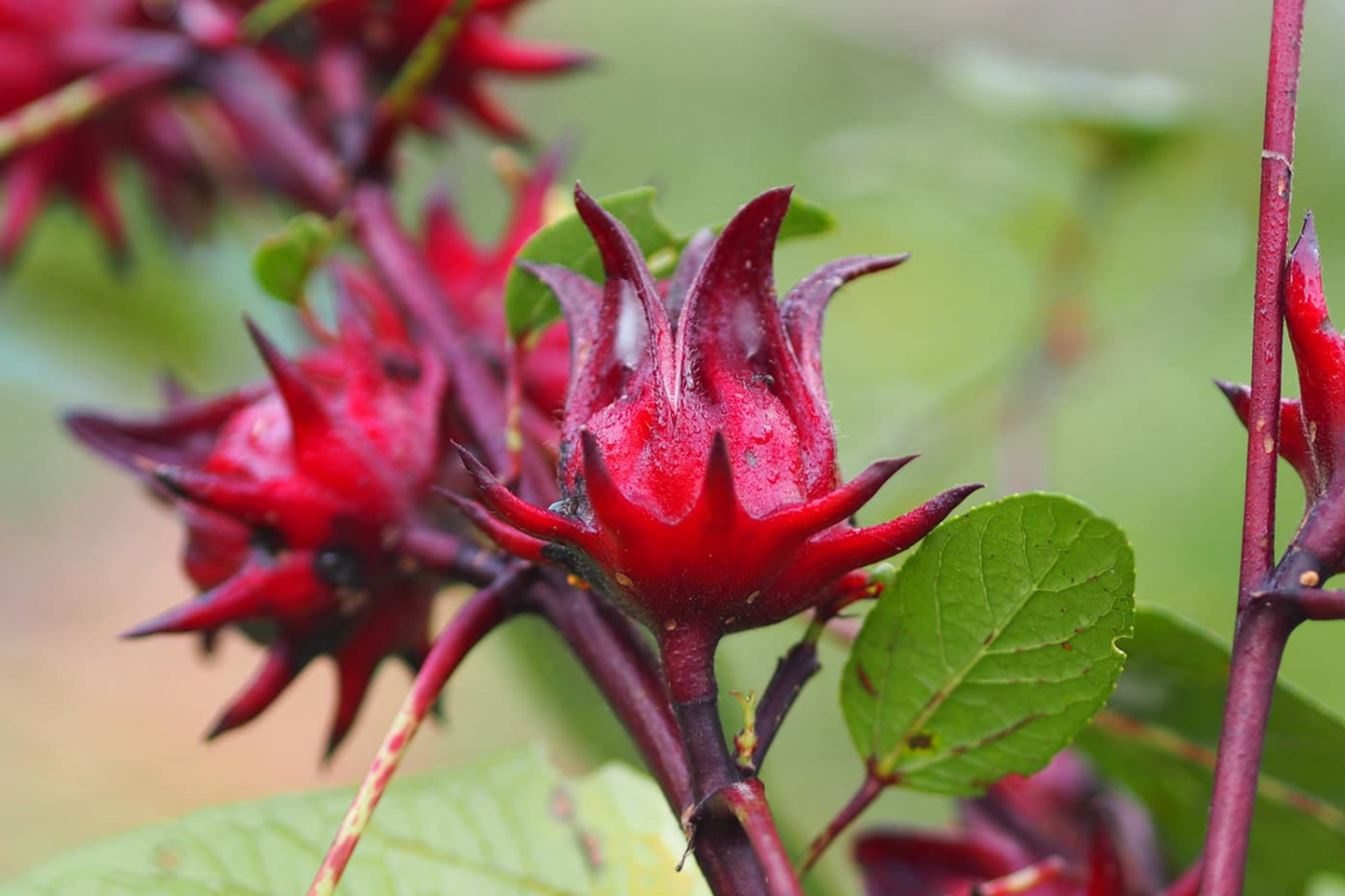 50 Roselle Seeds Hibiscus sabdariffa Edible & Medicinal Asian Sour Leaf Heirloom Garden Seeds