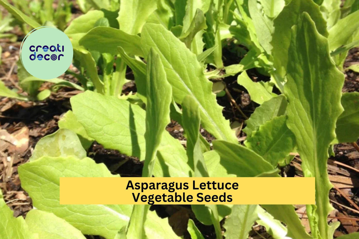 Asparagus Lettuce Seeds 200 Count - New Yu Mai, Crisp Asian Vegetable for Garden Beds & Containers, Lactuca sativa var. asparagina