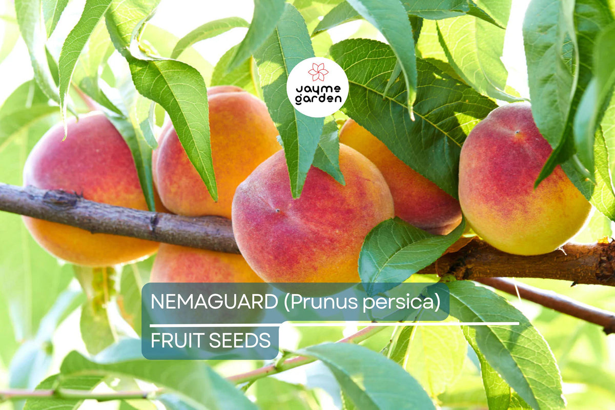 Dwarf Peach Tree Seeds - 3 Semi-Dwarf Nemaguard (Prunus persica) - Fast-Growing, Hardy Fruit Tree for Home Orchard
