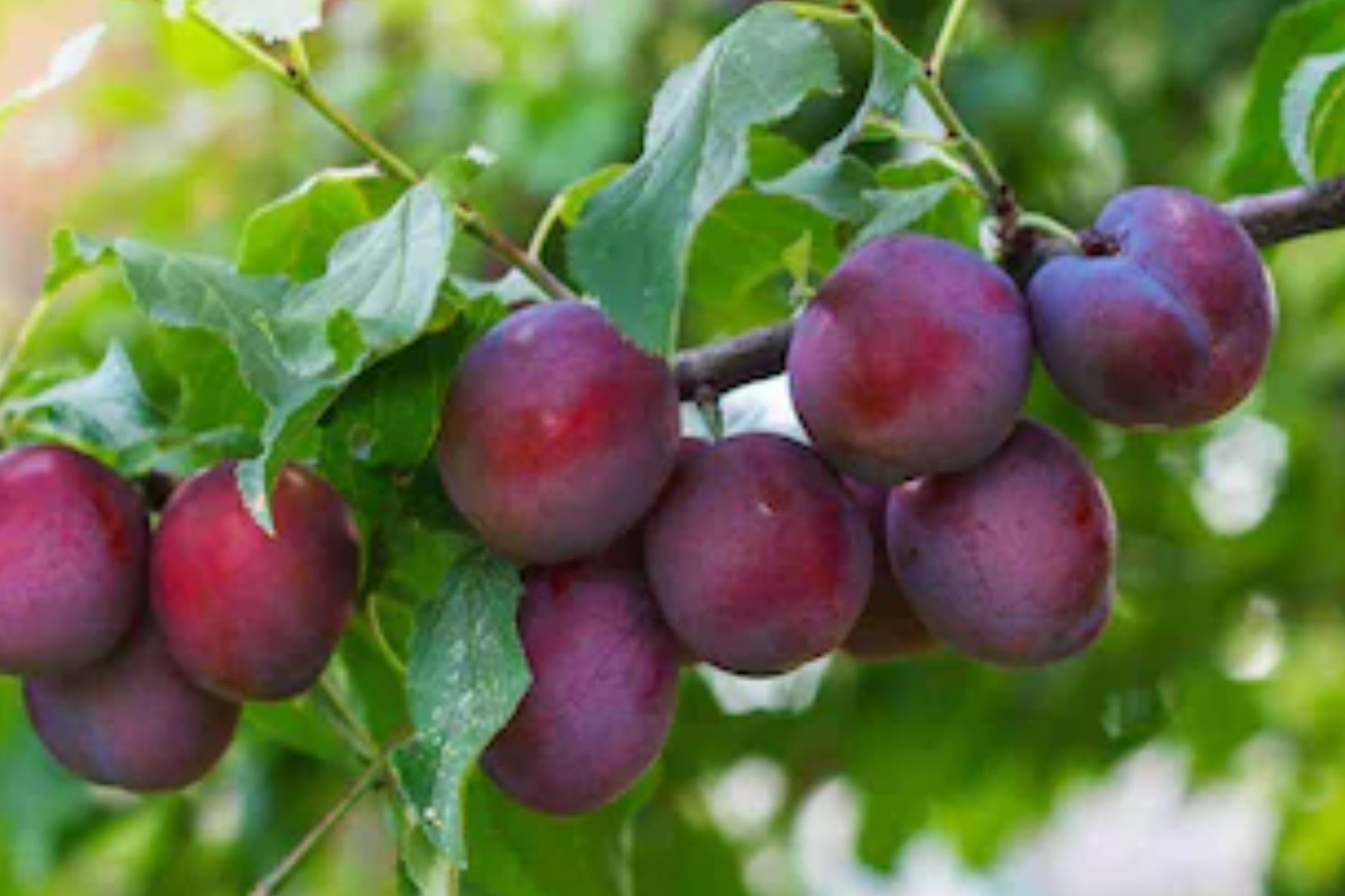 Methley Plum Fruit Tree Bare-Root Starter Plant, 3-4 ft, Self-Pollinating, Early June Harvest, Prunus salicina