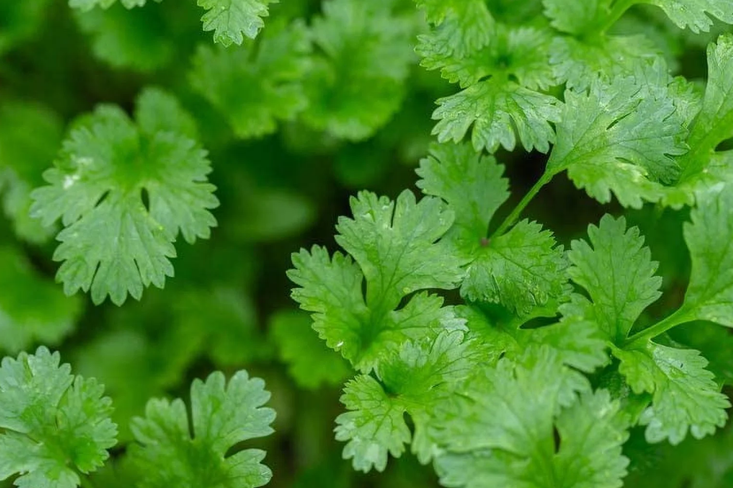 500 Non-GMO Cilantro Seeds, Heirloom Coriander Seeds for Cooking, Easy to Grow, Culinary Herb, USA Seller