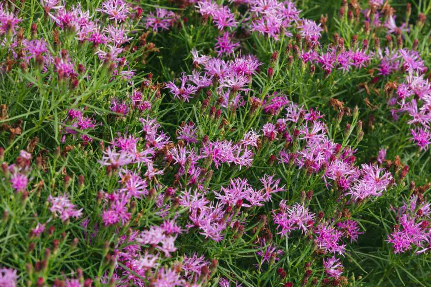 Vernonia noveboracensis New York Ironweed Starter Plant Plug - Purple Perennial for Pollinators & Wildlife Gardens