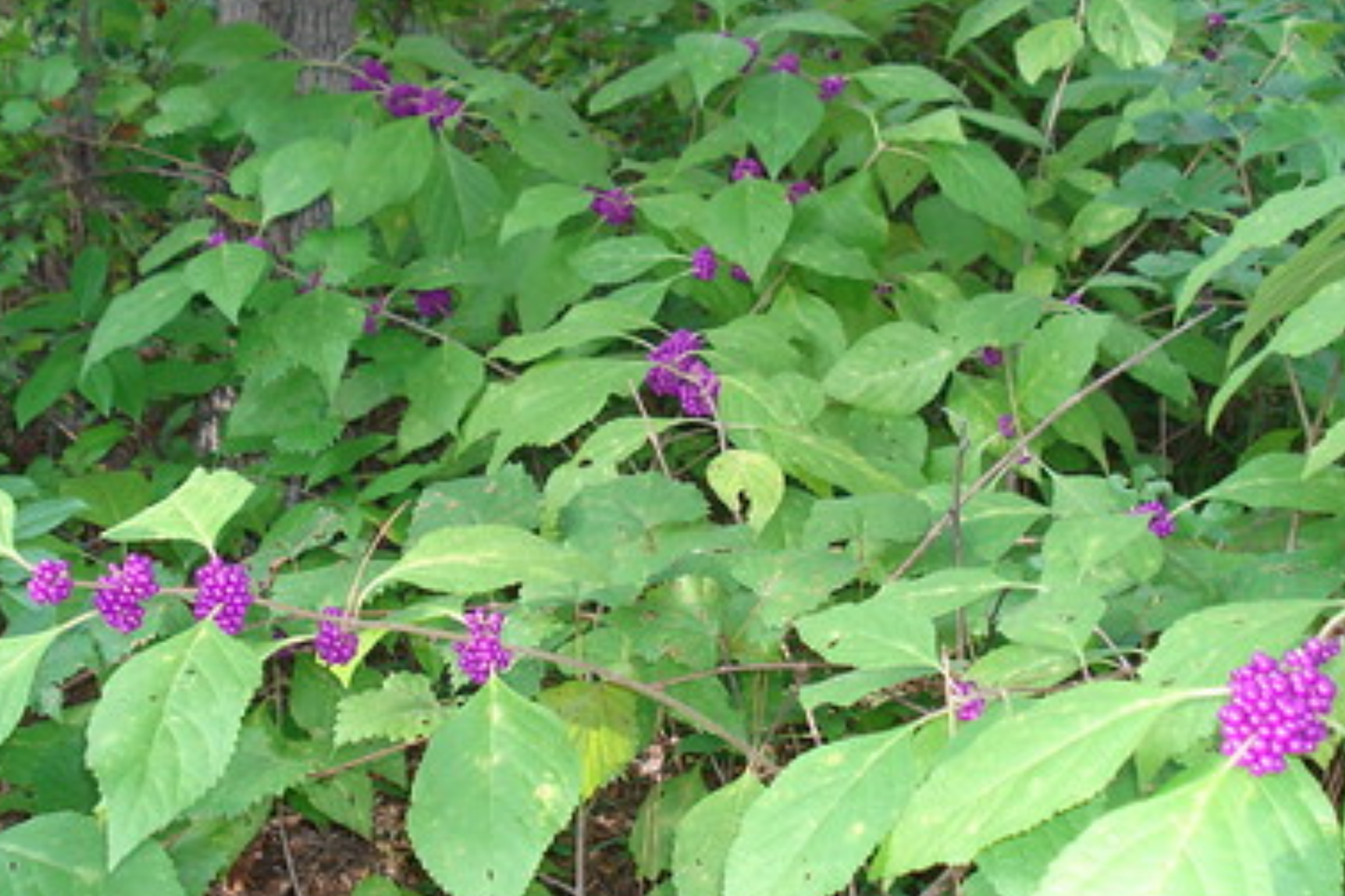 Organic Japanese Beautyberry Cuttings - 5-7" Edible Purple Berries - Callicarpa japonica Shrub for Garden, Wildlife, Fall Color