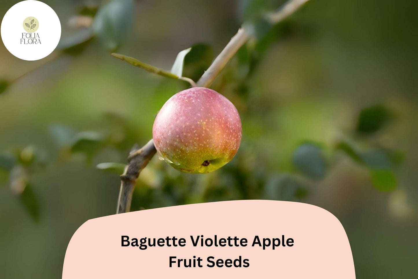 25+ Baguette Violette Apple Seeds | Rare French Heirloom Malus domestica for Orchard & Garden