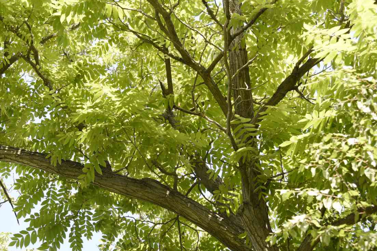 Butternut White Walnut Tree Seedlings - 2 Live Juglans cinerea Shade Trees for USDA Zones 3-7, Nut-Producing, Fast-Growing, Hardy