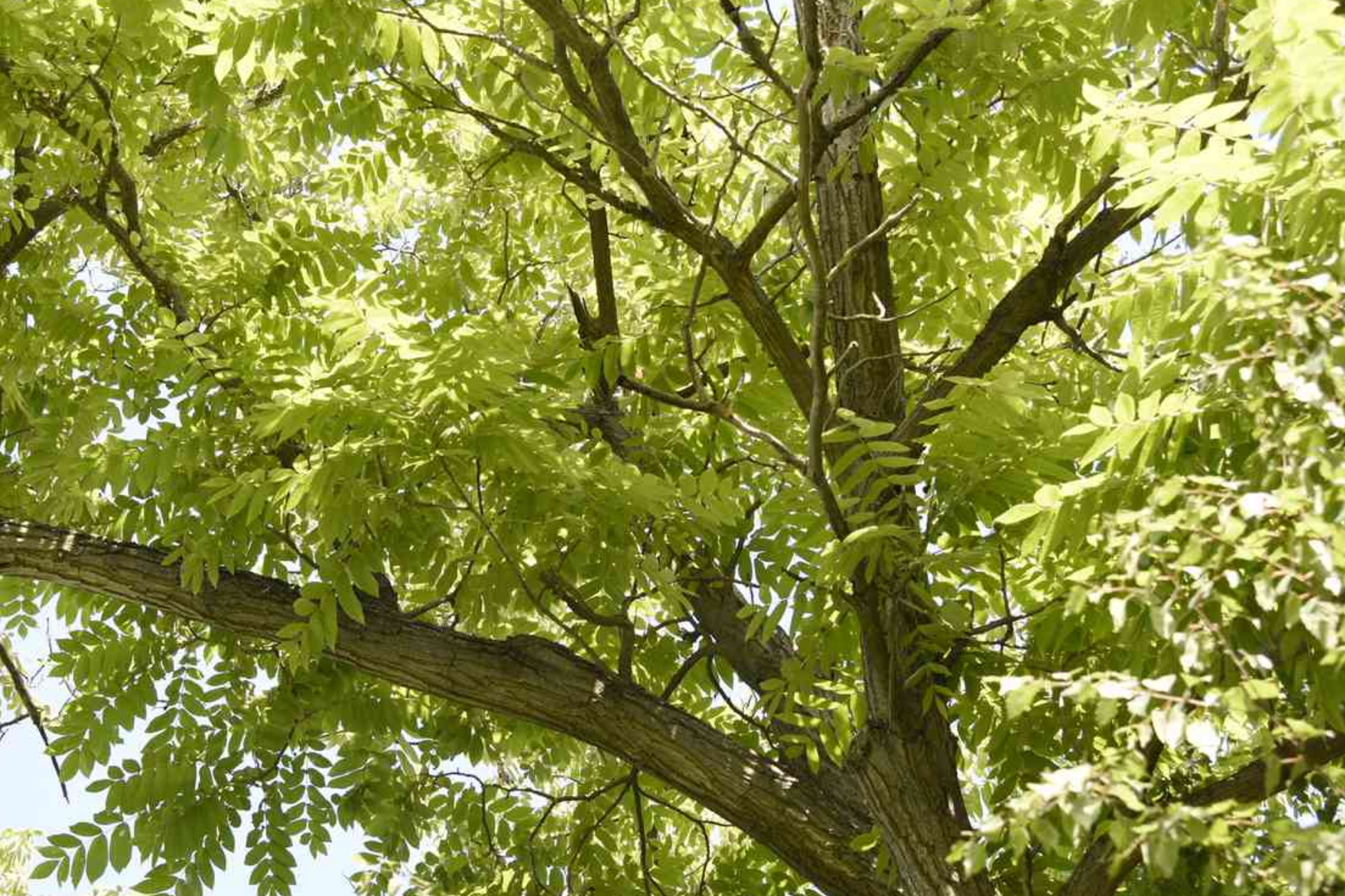Butternut White Walnut Tree Seedlings - 2 Live Juglans cinerea Shade Trees for USDA Zones 3-7, Nut-Producing, Fast-Growing, Hardy