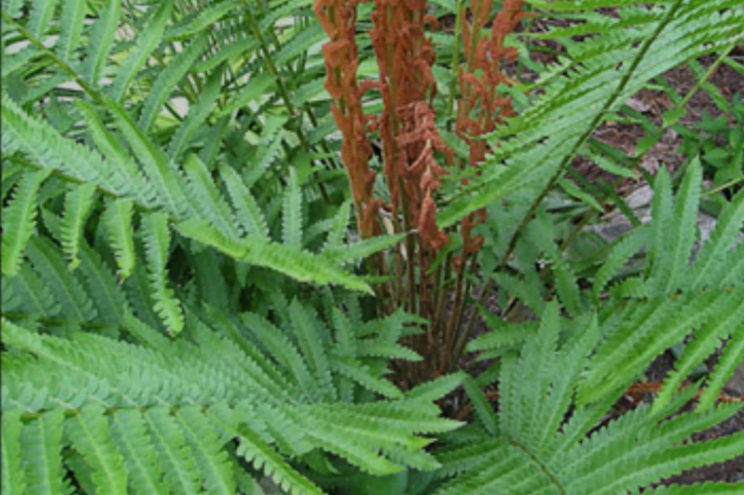 3 Bare-Root Cinnamon Ferns Osmunda cinnamomea Shade-Loving Perennial Ferns for Moist, Acidic Soil