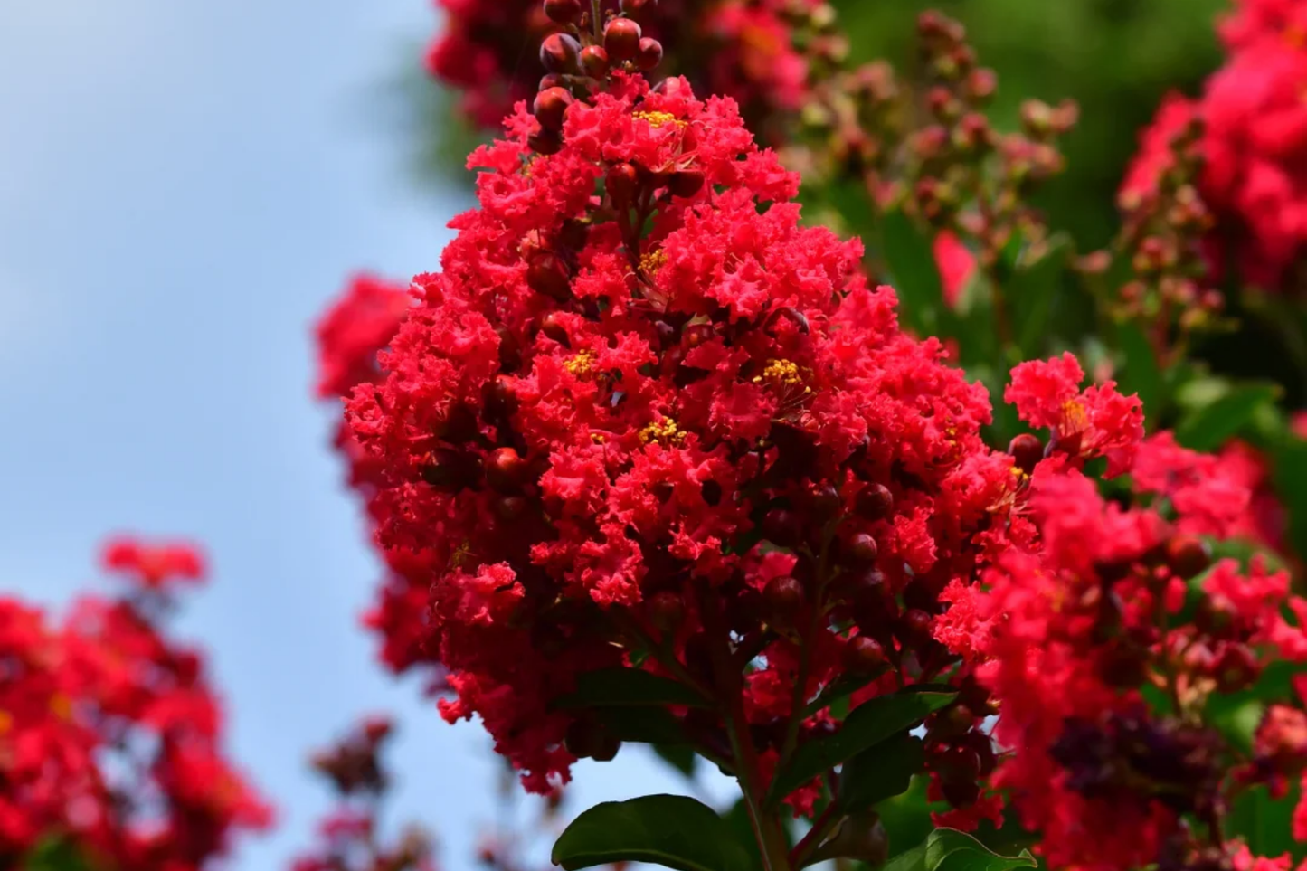 Deep Red Crape Myrtle 'Dynamite' Starter Plant | 2-3 ft Fast Growing Shrub or Tree | Late Summer Red Blooms | Lagerstroemia indica
