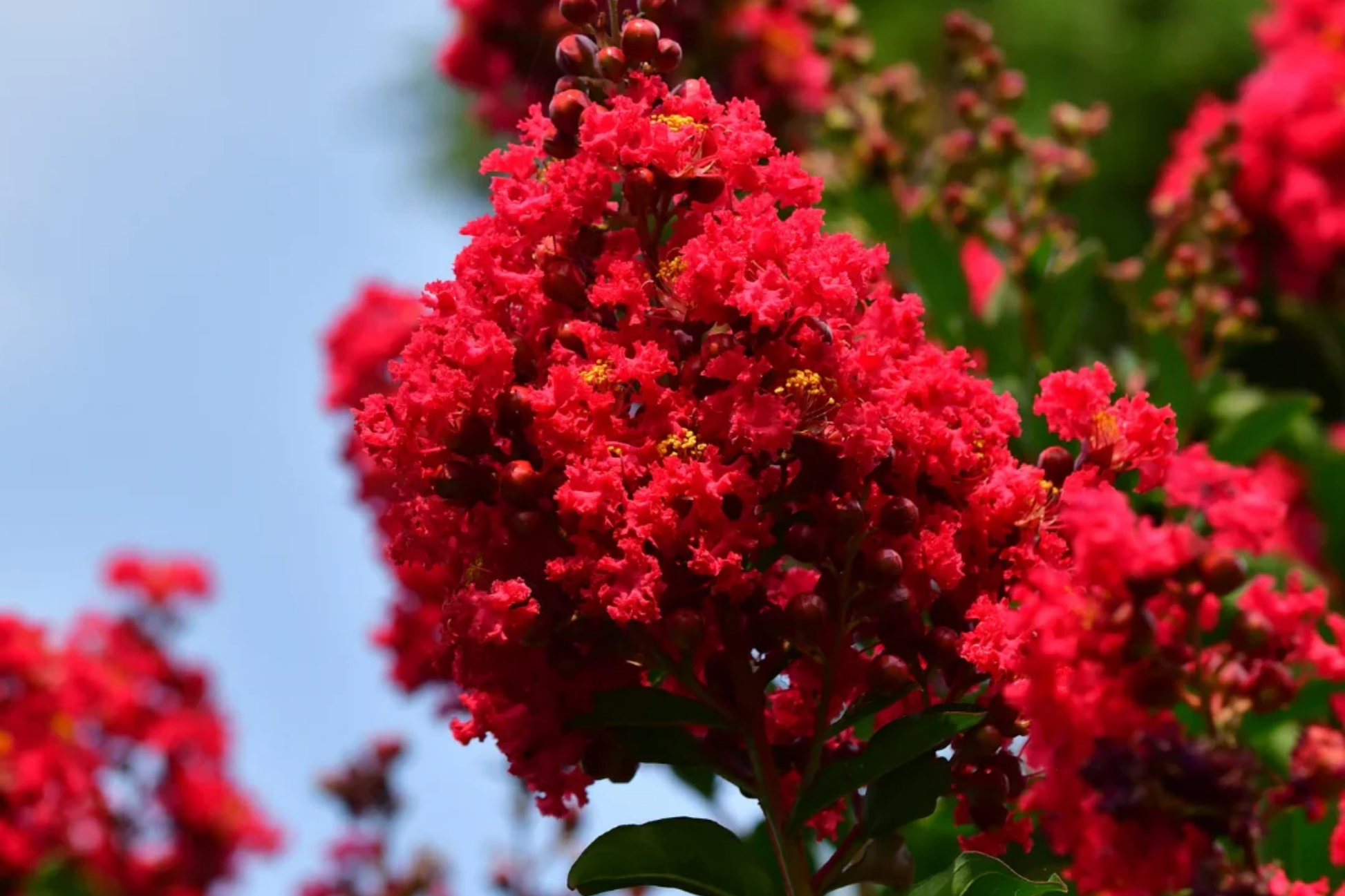 Deep Red Crape Myrtle 'Dynamite' Starter Plant | 2-3 ft Fast Growing Shrub or Tree | Late Summer Red Blooms | Lagerstroemia indica