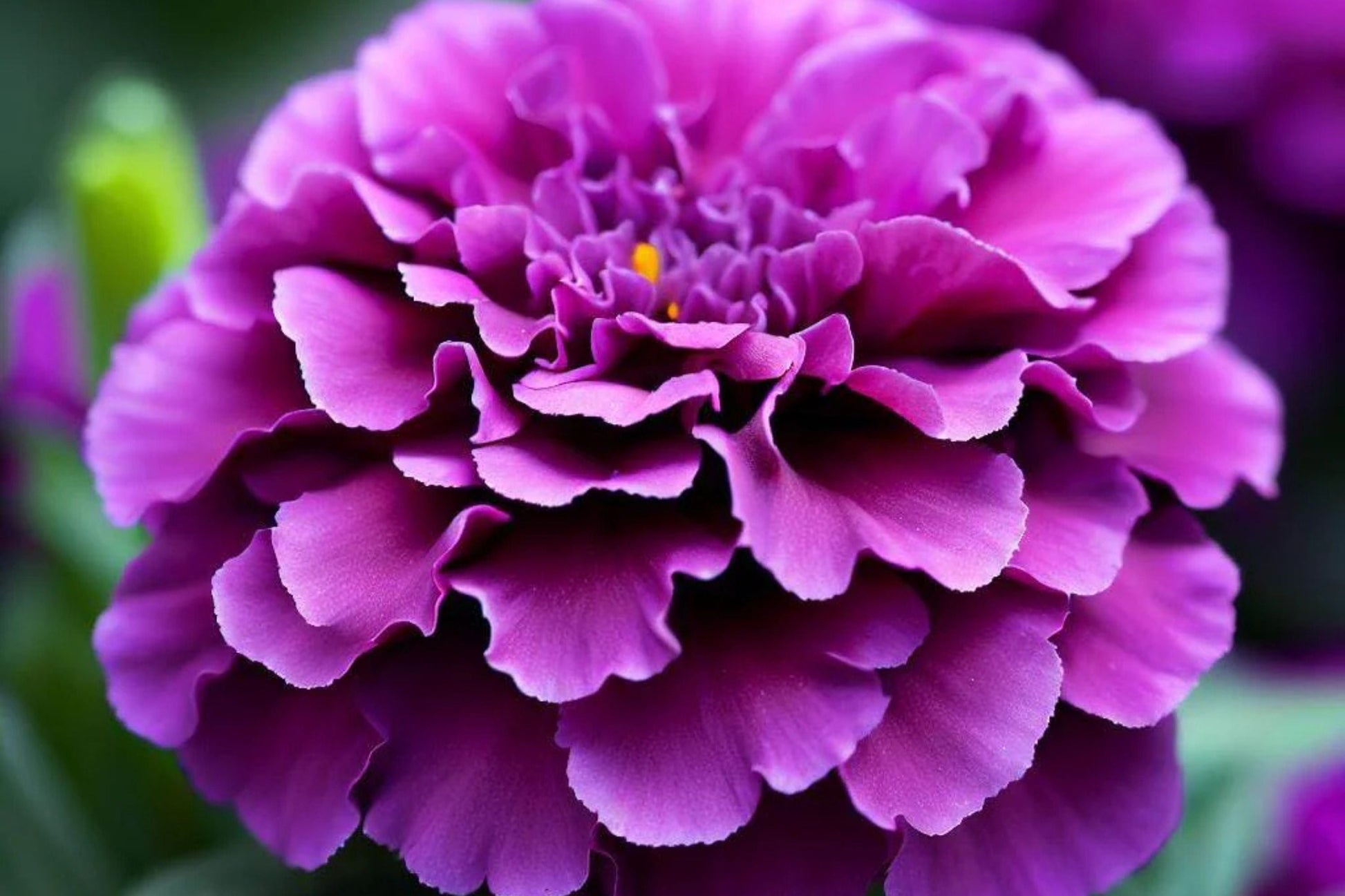 Purple India Marigold Seeds - 25+ Rare Violet-tinged Tagetes erecta for Pest Control, Butterfly Garden, Vibrant Blooms, USA Grown