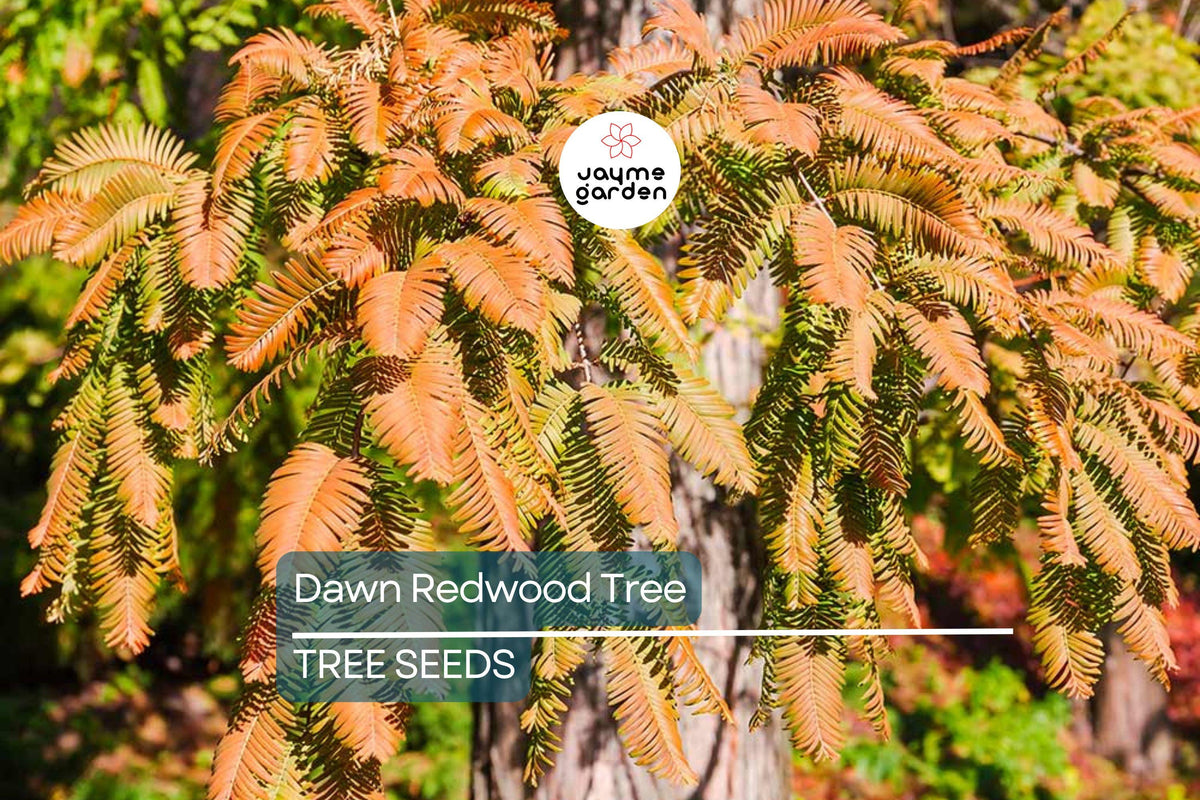 Dawn Redwood Seeds - 25 Count - Fast-Growing Metasequoia glyptostroboides - Fall Color - Hardy Bonsai - USDA Zones 5-8 - Rare Tree