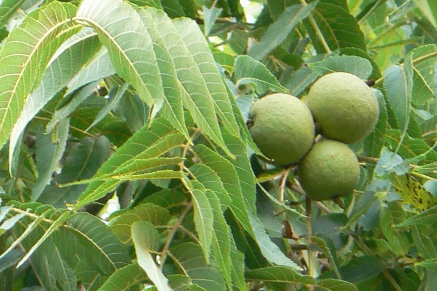 Black Walnut Trees - 3-4 ft Bare Root Seedlings, Juglans nigra, Nut Producing, Hardy for USDA Zones 4-9