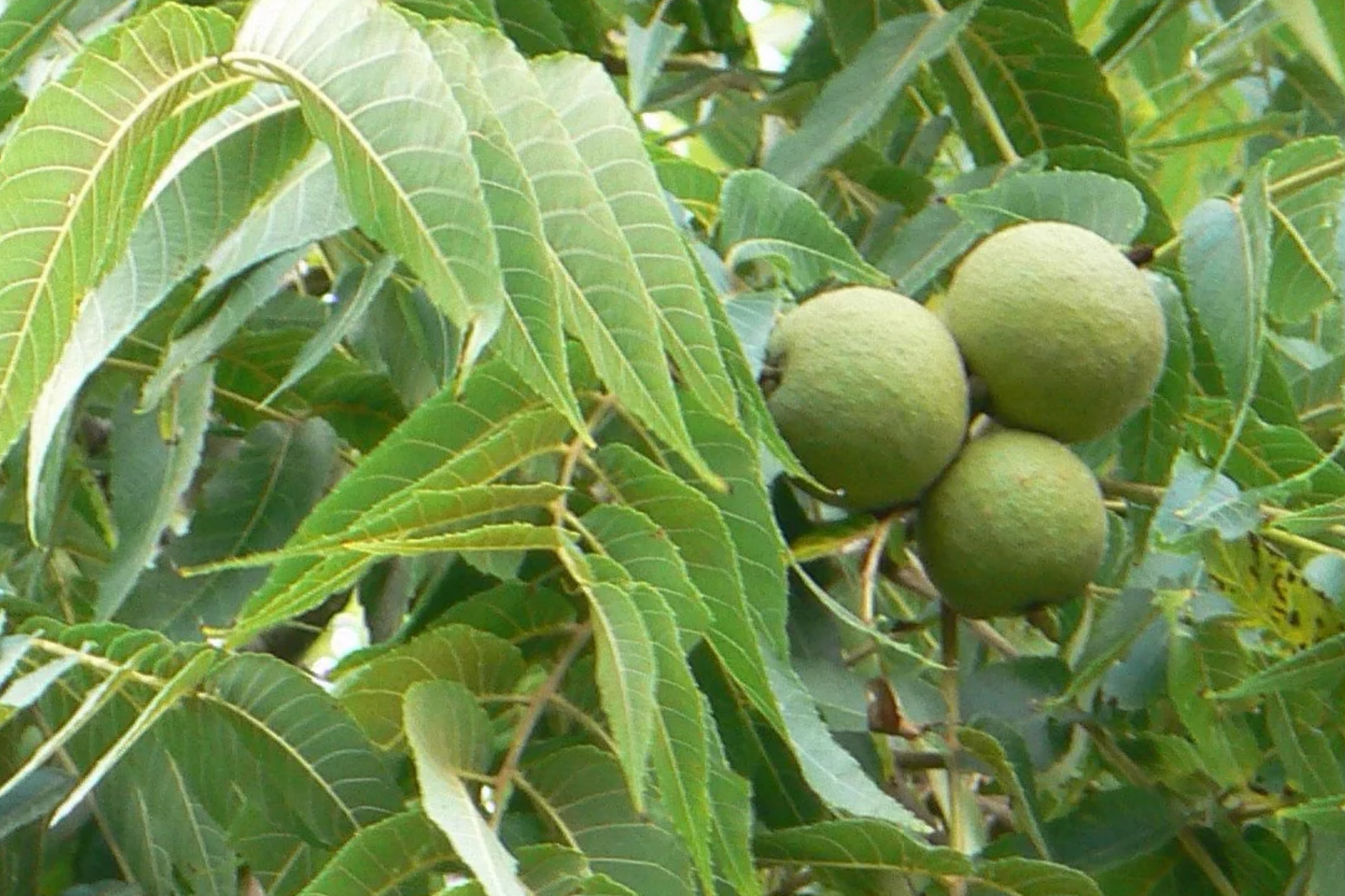 Black Walnut Trees - 3-4 ft Bare Root Seedlings, Juglans nigra, Nut Producing, Hardy for USDA Zones 4-9