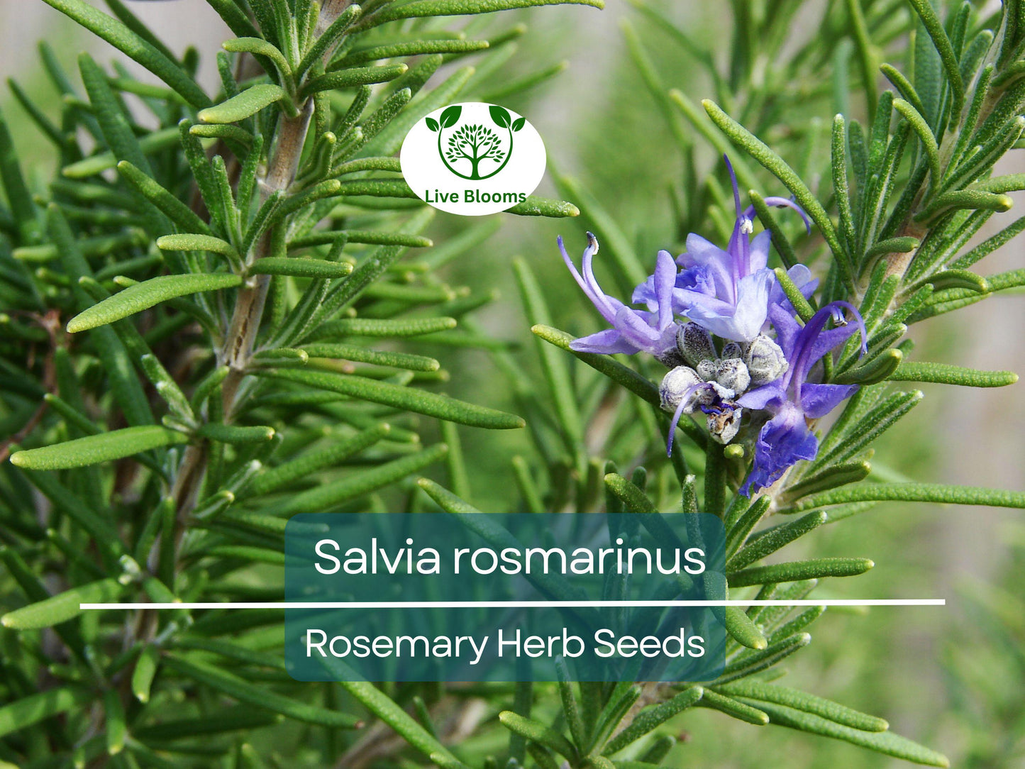 100 mg Rosemary Herb Seeds – Salvia rosmarinus for Culinary and Garden Use
