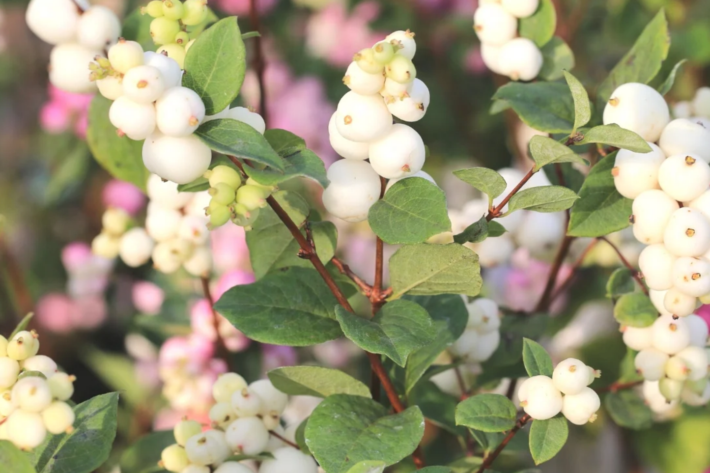 Snowberry Symphoricarpos albus Bare Root Plant – 12-24 Inches Tall, White Berries, Hardy Wildlife Shrub for USDA Zones 3-7