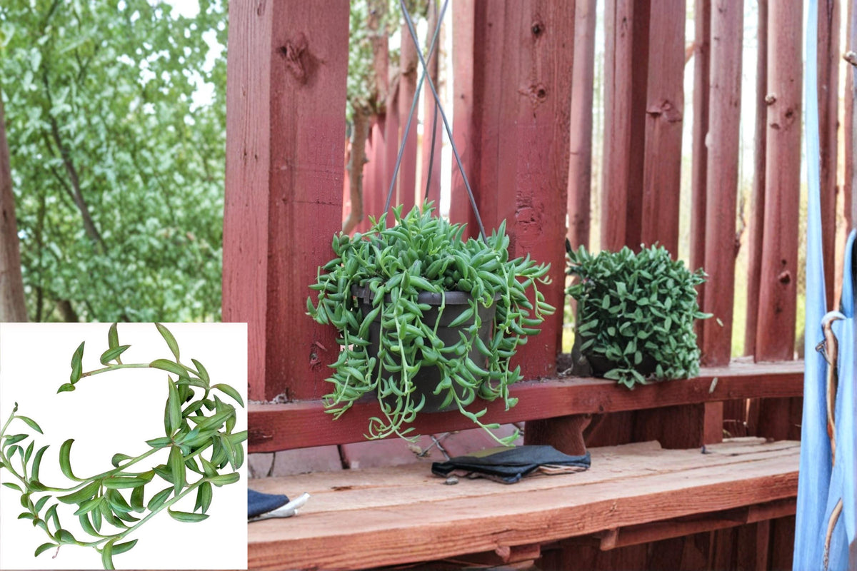 String of Bananas Cuttings 3-4" Curio radicans Trailing Succulent for Hanging Baskets and Containers