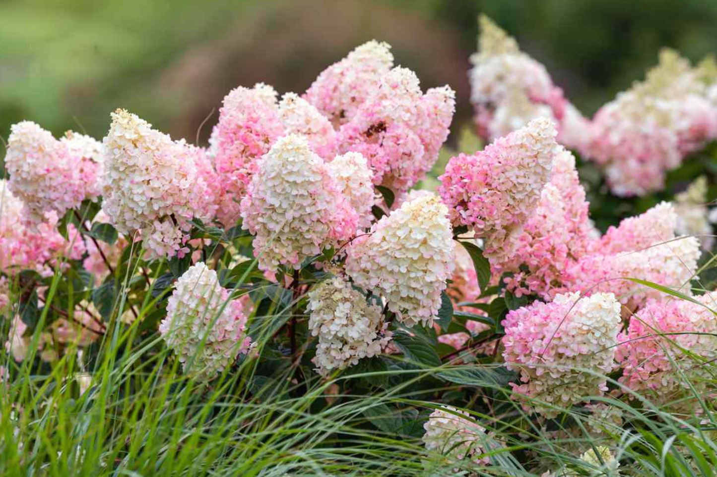 Strawberry Sundae Hydrangea Live Plant | Bare Root Compact Shrub with White to Pink Blooms | Zones 3-8 | Flowering Garden Plant