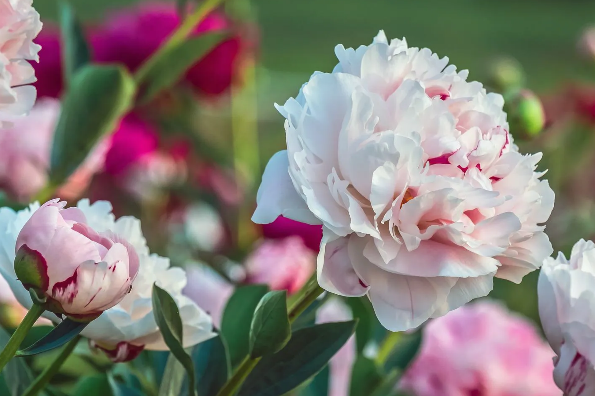 Peony Bare Root Starter Plant - 'Bowl of Beauty' Bi-Color Blooms, Perennial Cut Flower, Deer-Resistant, Zones 3-8