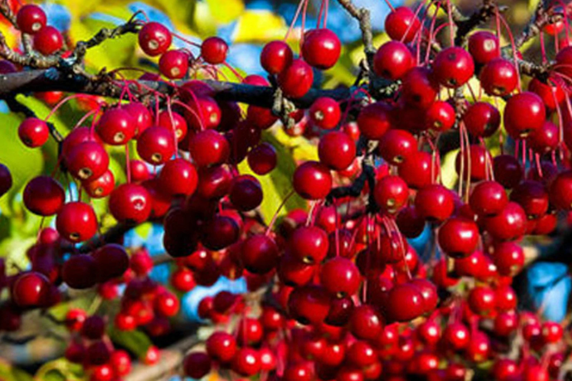 Red Chokeberry Shrubs 2 Bare-Root Pollinator-Friendly Edible Berries Fall Color Wet Soil Tolerant