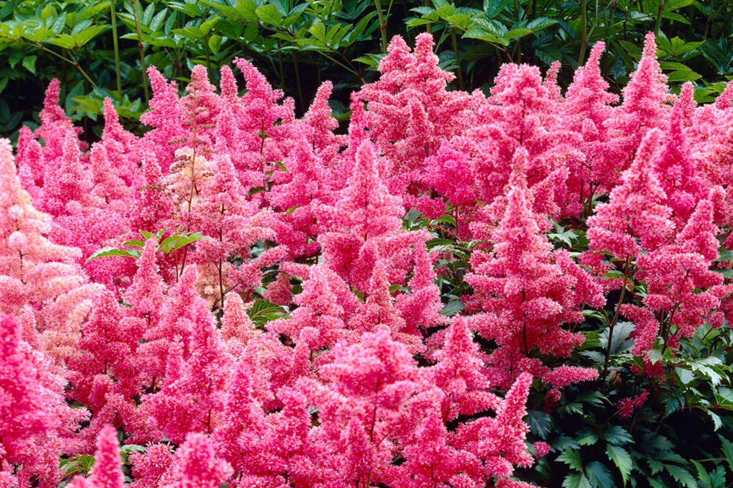 Astilbe 'Heavy Metal' Bare Root Plant | Ruby Red Blooms | Shade-Loving Perennial | Deer & Rabbit Resistant | 2-3 Eye Roots