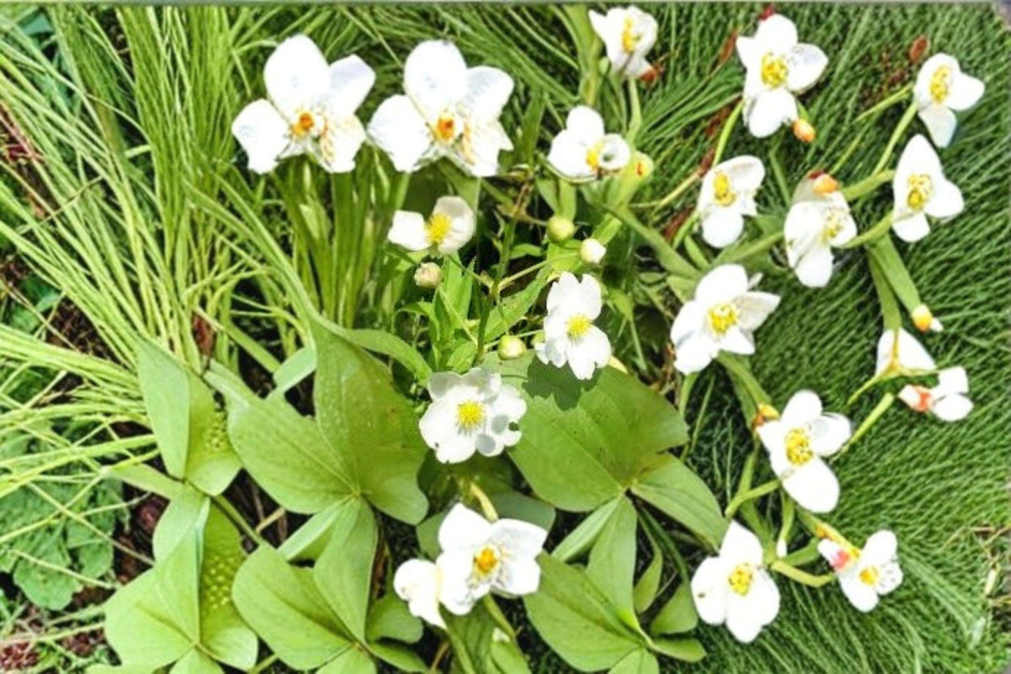 500 Seeds Common Arrowhead Sagittaria latifolia Native Aquatic Perennial for Ponds & Wetlands
