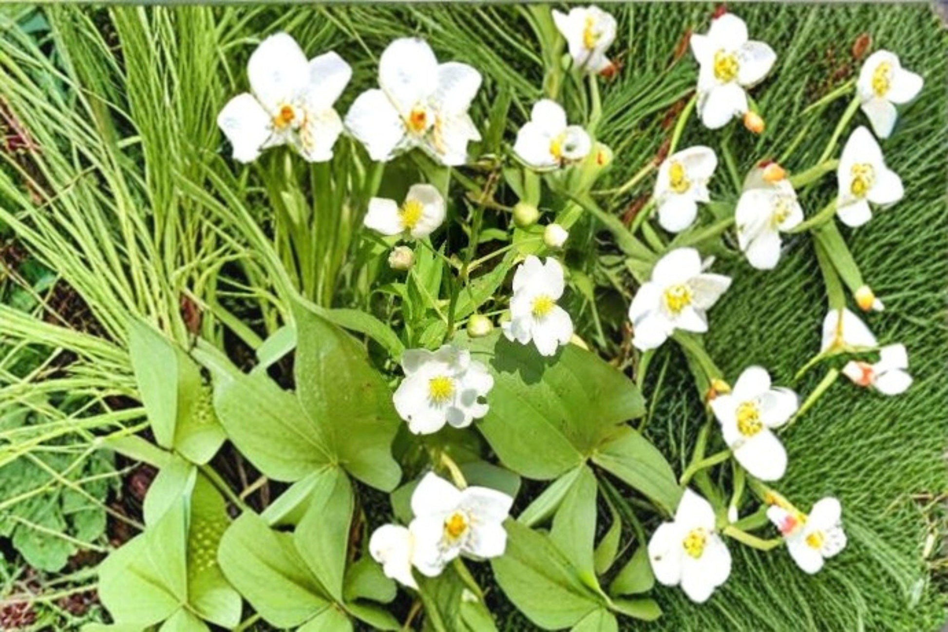 500 Seeds Common Arrowhead Sagittaria latifolia Native Aquatic Perennial for Ponds & Wetlands