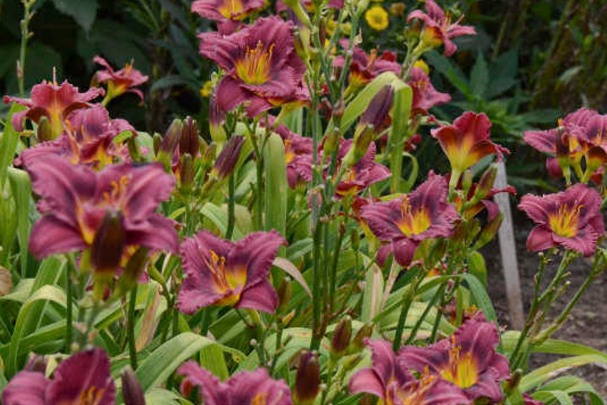 Little Grapette Daylily Live Bare Root Plant, Compact Perennial Flower with Purple Blooms, USDA Zones 3-9