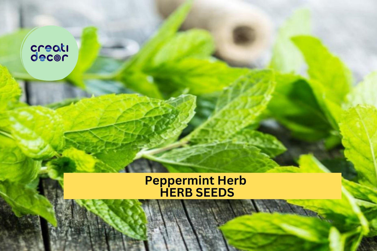 Peppermint Herb Seeds 3pcs 30mg - Strong Aromatic Mint for Tea & Cooking - Mentha × piperita - Easy to Grow Indoor/Outdoor