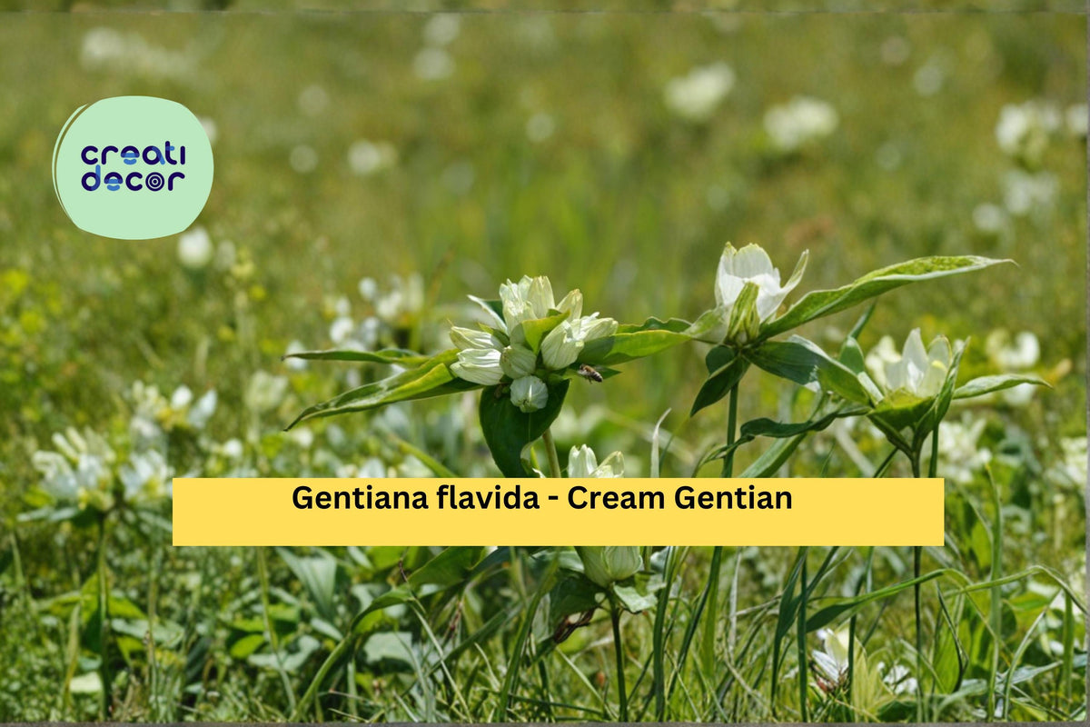 Cream Gentian Seeds 100 Count - Gentiana flavida - Pale Yellow Wildflower for Gardens and Borders - Native Perennial Seeds